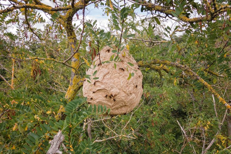 Un nid de frelons asiatiques abandonné en hiver.