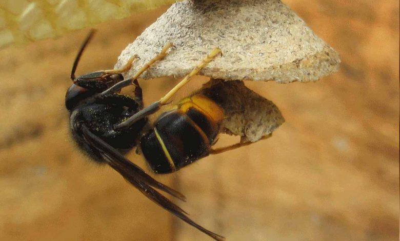 Fondatrice construisant son nid au début du printemps.