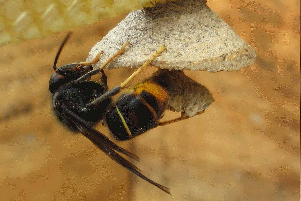 Fondatrice construisant son nid au début du printemps.