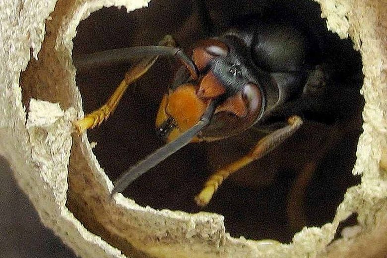 Fondatrice finissant l'ébauche de son nid en fin de printemps.