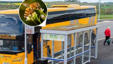 Les arrêts de bus en Écosse deviennent verts pour aider les abeilles.