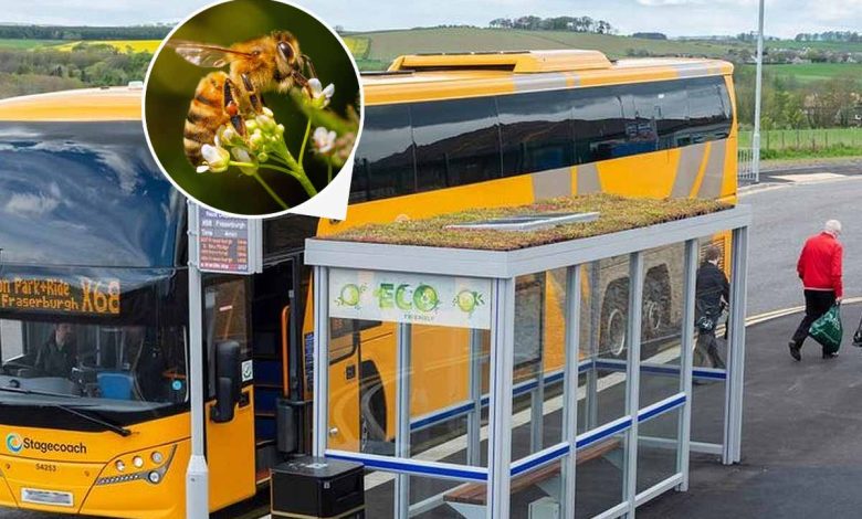 Les arrêts de bus en Écosse deviennent verts pour aider les abeilles.