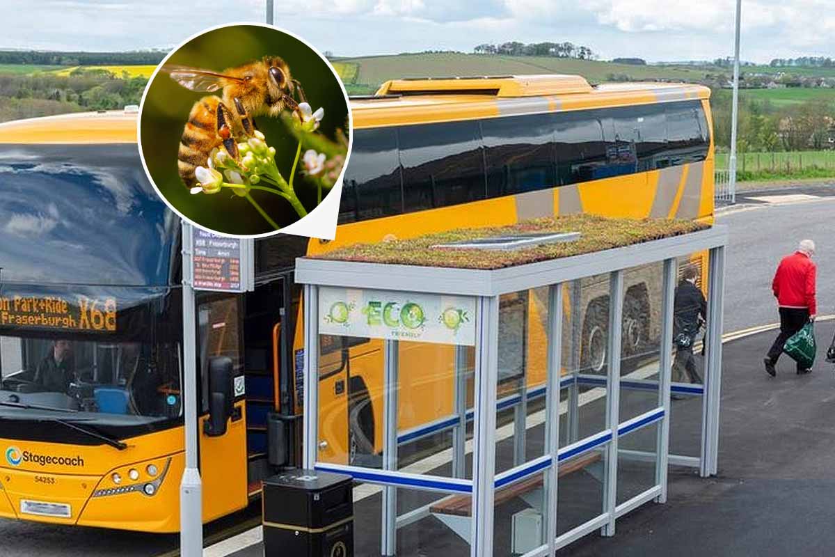 Les arrêts de bus en Écosse deviennent verts pour aider les abeilles.
