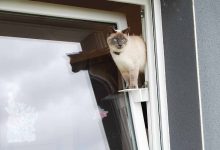 Un chat passe par la passerelle en toute sécurité pour sortir par la fenêtre oscillo-battante