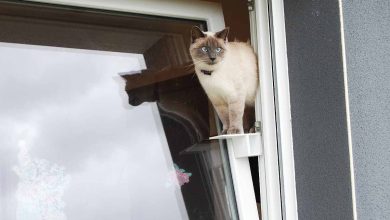 Un chat passe par la passerelle en toute sécurité pour sortir par la fenêtre oscillo-battante