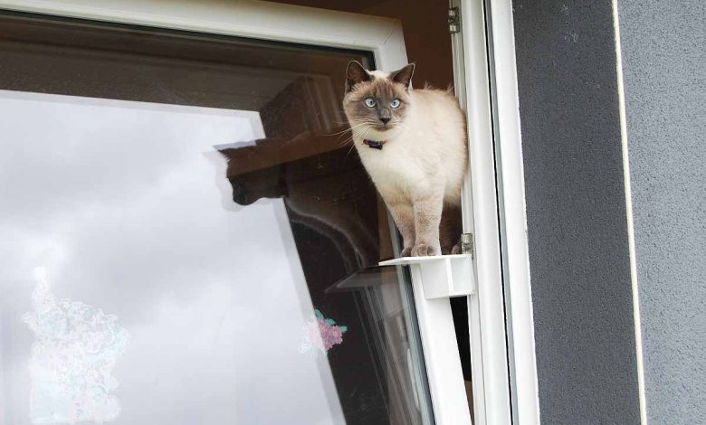 Un chat passe par la passerelle en toute sécurité pour sortir par la fenêtre oscillo-battante