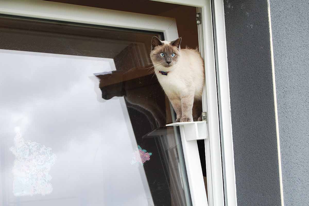 Un chat passe par la passerelle en toute sécurité pour sortir par la fenêtre oscillo-battante