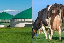 Une ferme laitière bosniaque produit de l'électricité à partir de déchets organiques