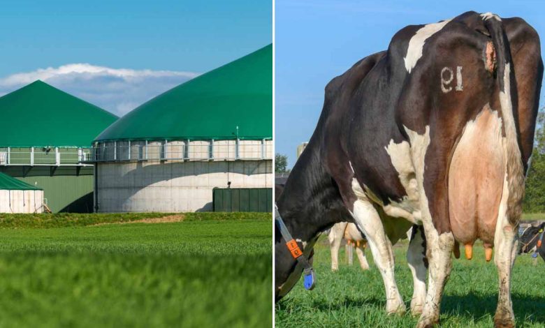 Une ferme laitière bosniaque produit de l'électricité à partir de déchets organiques