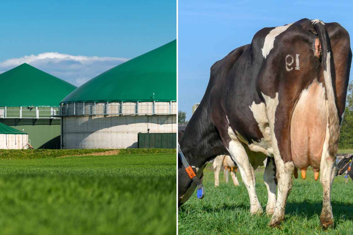 Une ferme laitière bosniaque produit de l'électricité à partir de déchets organiques