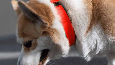 Le premier collier de santé biométrique pour chiens