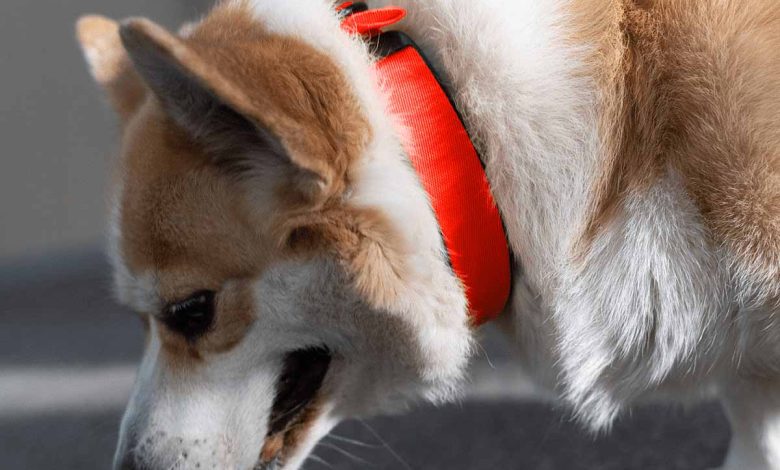 Le premier collier de santé biométrique pour chiens