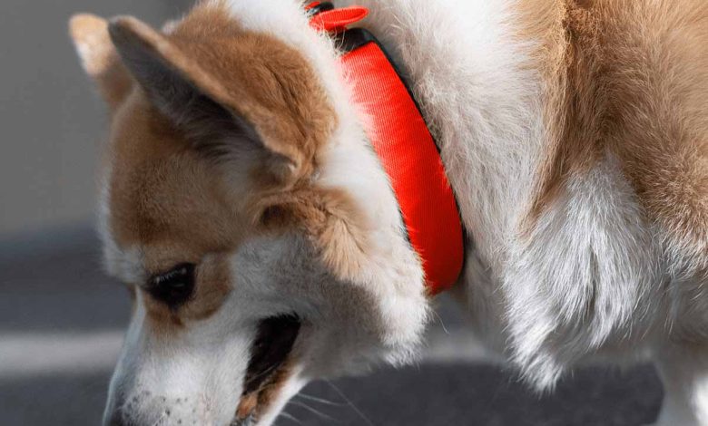 Le premier collier de santé biométrique pour chiens