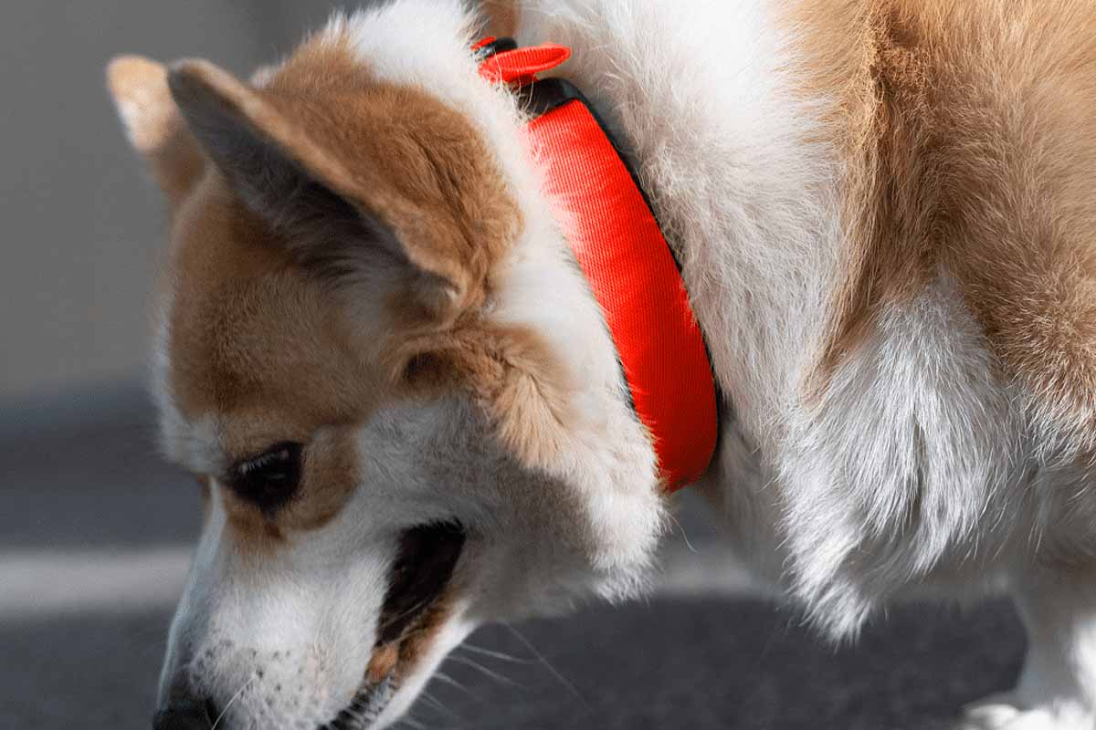 Le premier collier de santé biométrique pour chiens