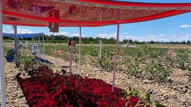 Des panneaux solaires organiques fabriqués à partir d'un matériau translucide qui absorbe la lumière bleue pour produire de l'électricité, mais laisse passer la lumière rouge vers les cultures situées en dessous.