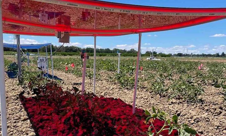 Des panneaux solaires organiques fabriqués à partir d'un matériau translucide qui absorbe la lumière bleue pour produire de l'électricité, mais laisse passer la lumière rouge vers les cultures situées en dessous.