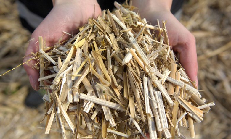 Du Miscanthus utilisé pour le chauffage.