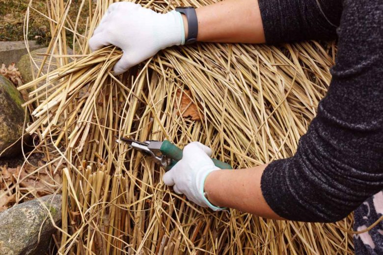 Récolte de miscanthus