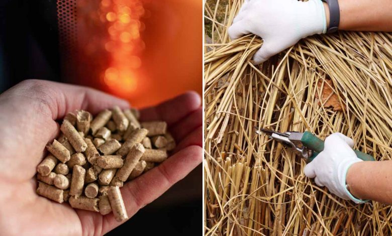 Des pellets de miscanthus