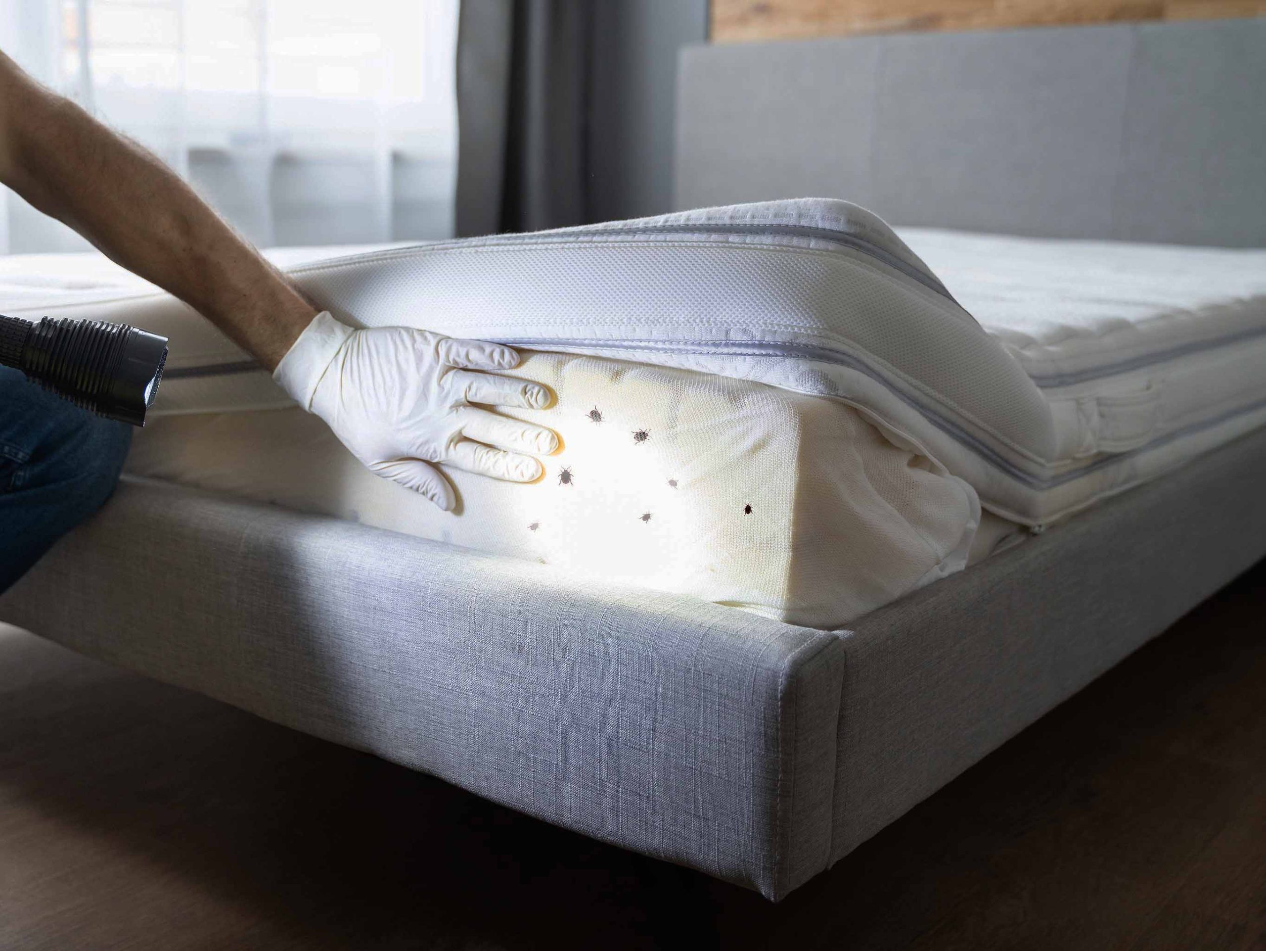 Les punaises de lit se logent dans les matelas, les fissures et leurs piqûres peuvent provoquer des démangeaisons
