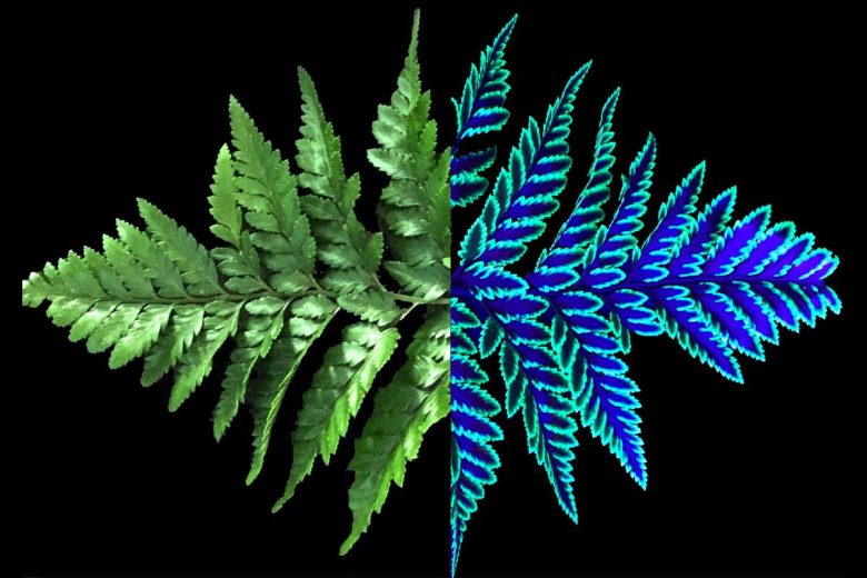 L'invention de fleurs et plantes fluorescentes.