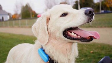 Un collier intelligent pour chiens qui surveille leur santé et leur activité