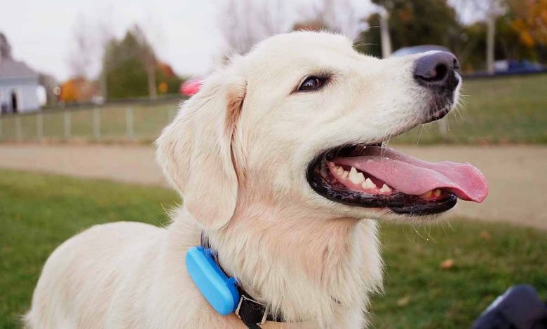 Un collier intelligent pour chiens qui surveille leur santé et leur activité