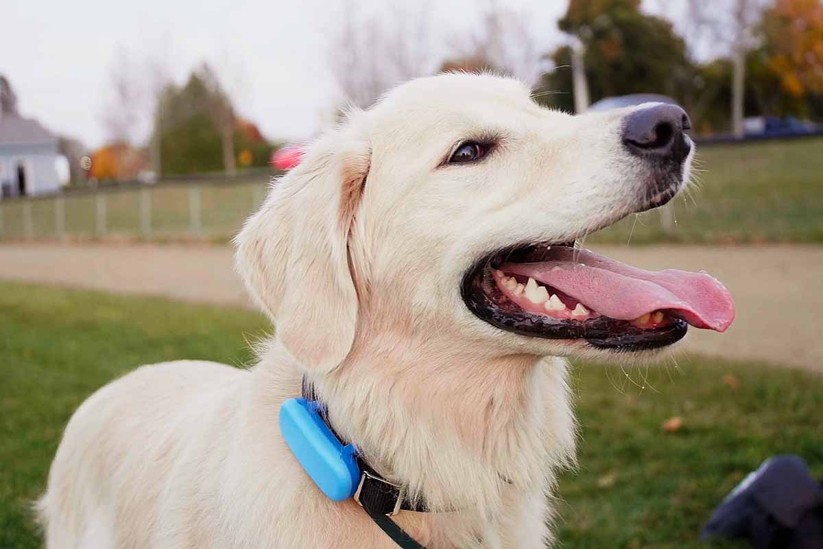 Un collier intelligent pour chiens qui surveille leur santé et leur activité