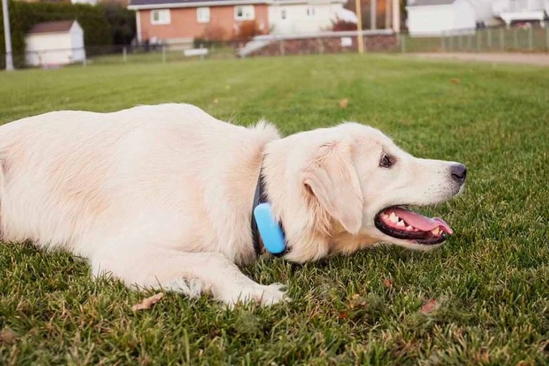 Un suivi GPS permet d'être notifié en temps réel si votre chien quitte des zones prédéfinies.