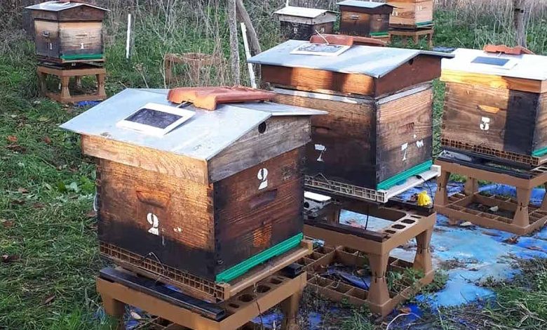 Une ruche connectée pour réduire les interventions sur les ruches.