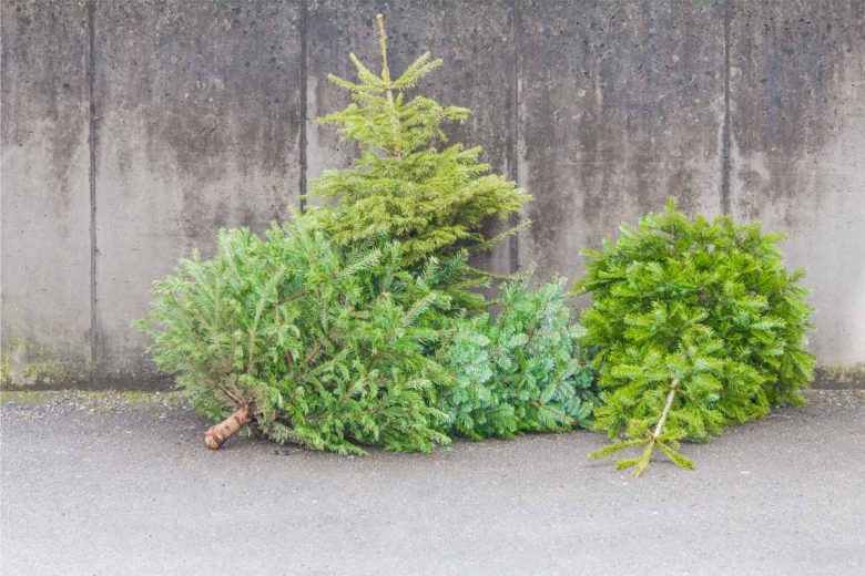 Les vieux sapins sont collectés dans une benne dédiée à cet effet.