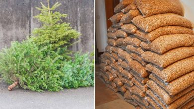 Les vieux sapins de noël transformés en pellets de bois pour le chauffage.