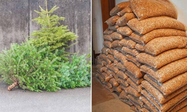 Les vieux sapins de noël transformés en pellets de bois pour le chauffage.