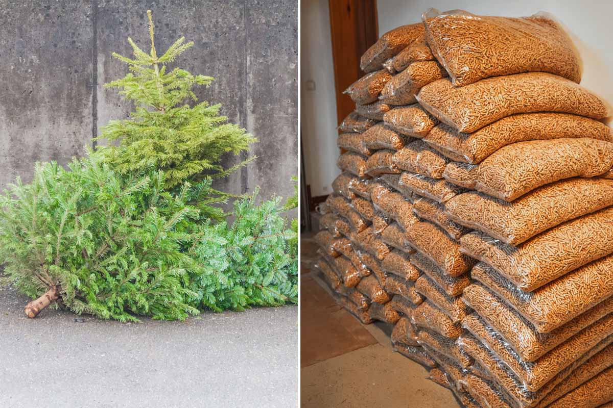 Les vieux sapins de noël transformés en pellets de bois pour le chauffage.