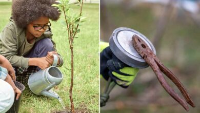 L'argent de la revente des déchets métalliques est utilisé pour planter des arbres dans des écoles.