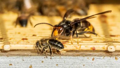 Le combat d'un frelon asiatique contre une abeille.