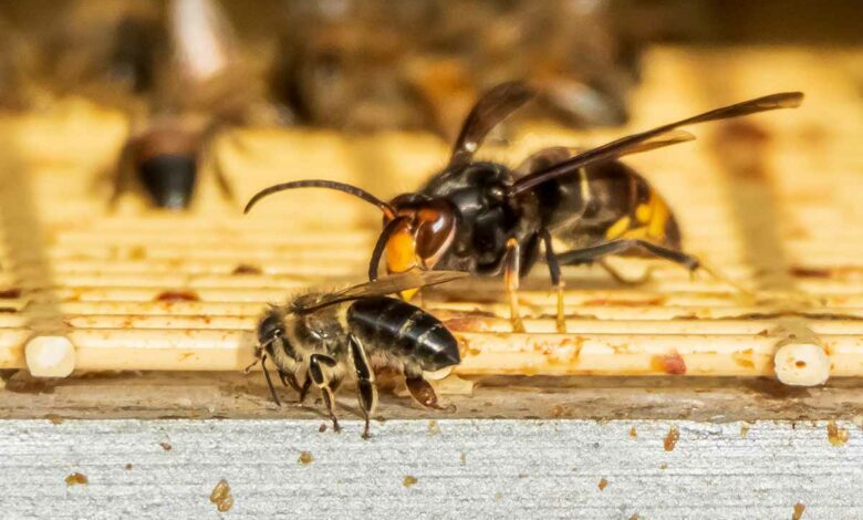 Le combat d'un frelon asiatique contre une abeille.