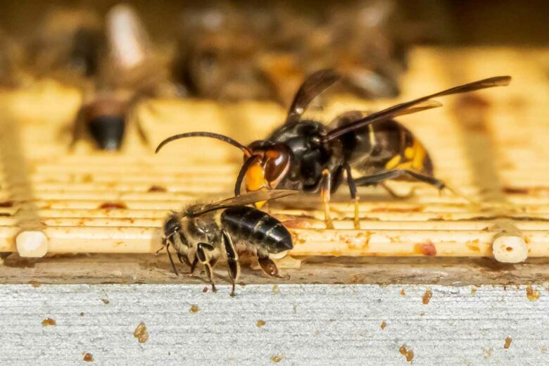 Le combat d'un frelon asiatique contre une abeille.