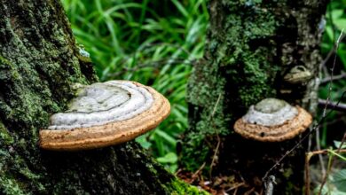 L'invention d'un nouveau matériau à base de champignons pour remplacer les plastiques