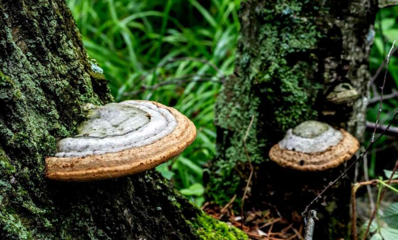L'invention d'un nouveau matériau à base de champignons pour remplacer les plastiques
