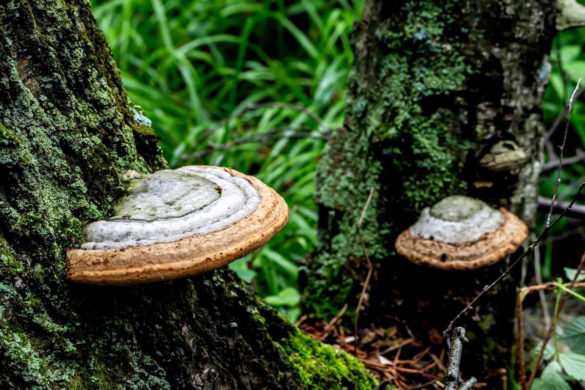 L'invention d'un nouveau matériau à base de champignons pour remplacer les plastiques