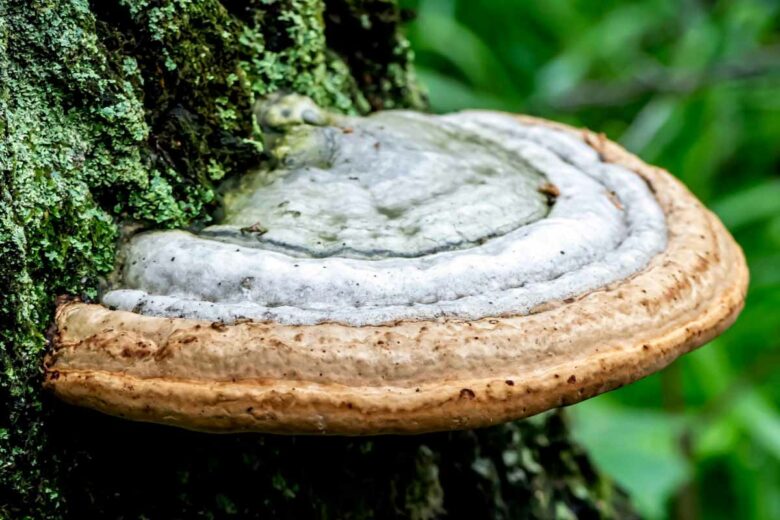 Fomes fomentarius, également appelé Amadouvier, est un champignon d'une cinquantaine de cm qui pousse directement sur le bois en décomposition. 