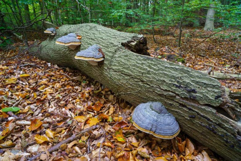 L’amadouvier, un champignon pour remplacer certains plastiques polluants.