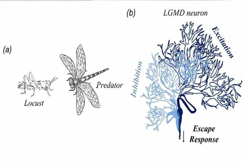 Le neurone LGMD, utilisé chez les insectes pour l’évitement.