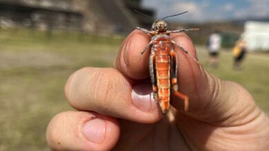 Une invention inspirée par les insectes.