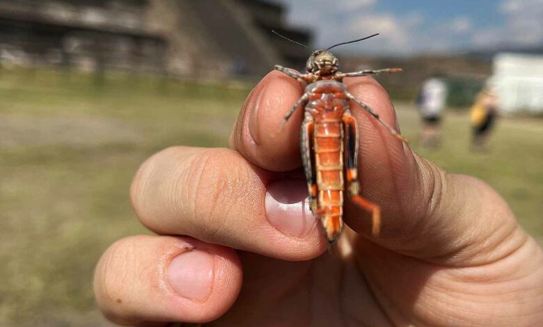 Une invention inspirée par les insectes.