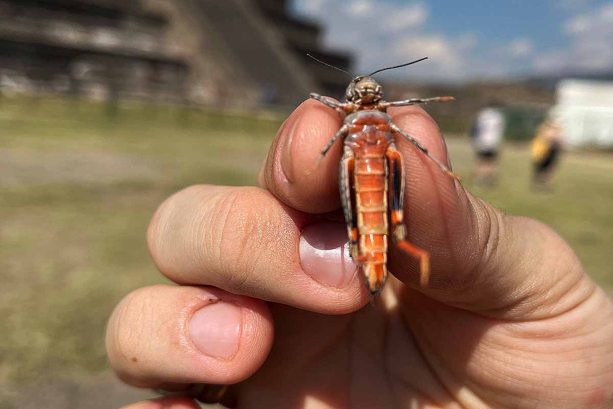 Une invention inspirée par les insectes.