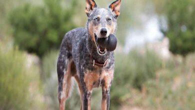 Kong, le jouet pour chien presque indestructible.