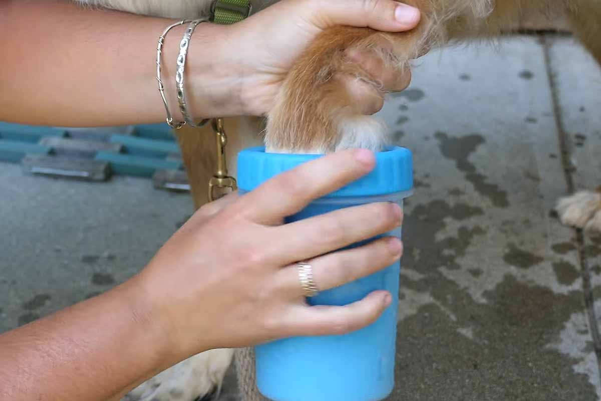 Mudbuster : l'invention de ce nettoyeur de pattes de chiens fait un carton  sur les réseaux sociaux - NeozOne