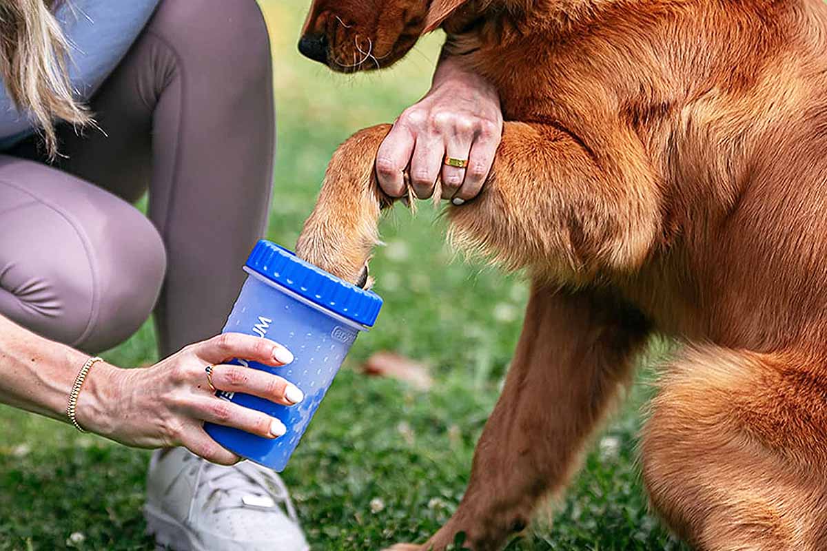 Le nettoyeur de pattes pour chien : quel intérêt, et comment le choisir ?